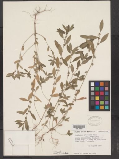 Acalypha gracilens