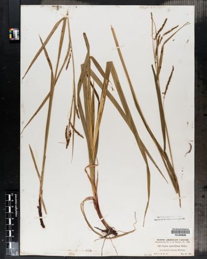 Carex gracillima