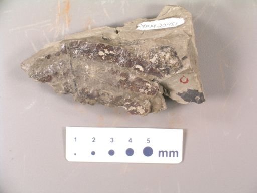 Pecopteris (Cheilanthes) sepulta