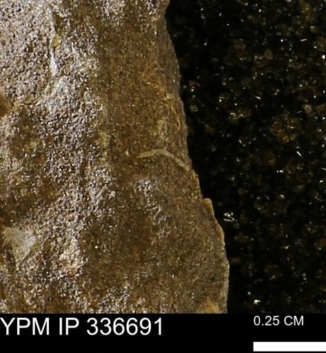 undet. Mollusca
