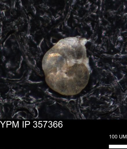undet. Foraminiferida