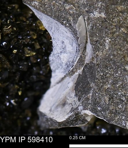 Limopsis striatopunctatus