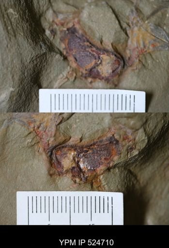 undet. Cornuta