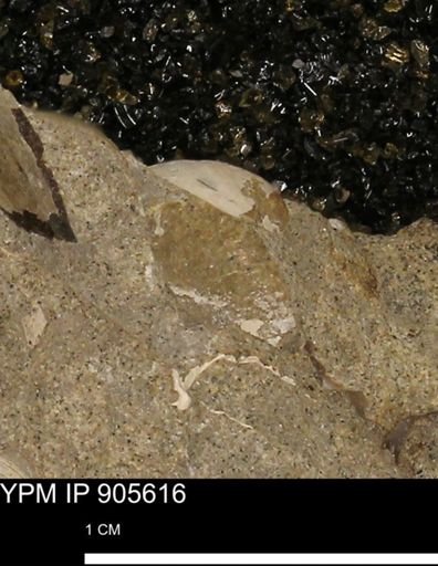 undet. Bivalvia