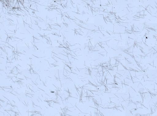 Lissodendoryx (Anomodoryx) sp.