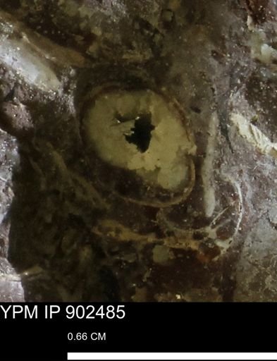 Baculites sp.