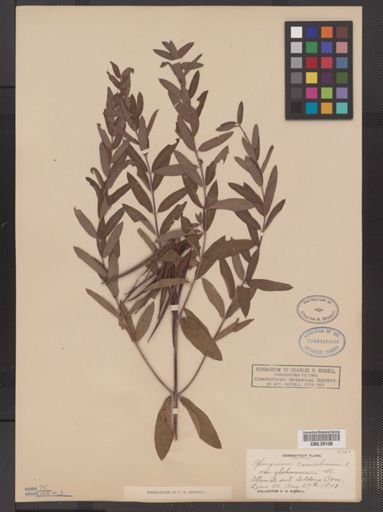 Apocynum cannabinum