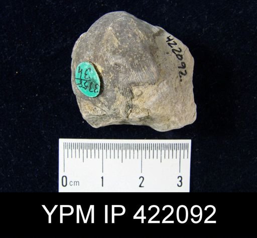 Schizophoria impressa