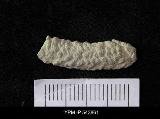 undet. Ichnofossil