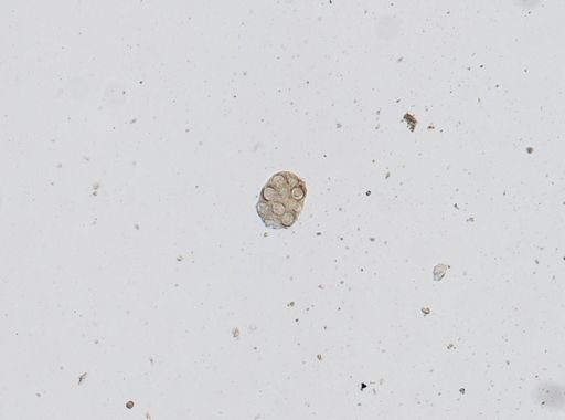 Dipylidium caninum