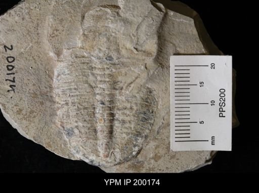 Elrathia kingi