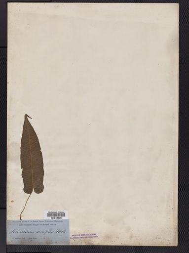 Dryopteris