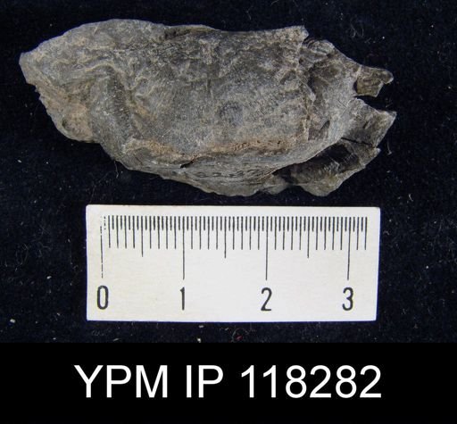 Leptaena rhomboidalis