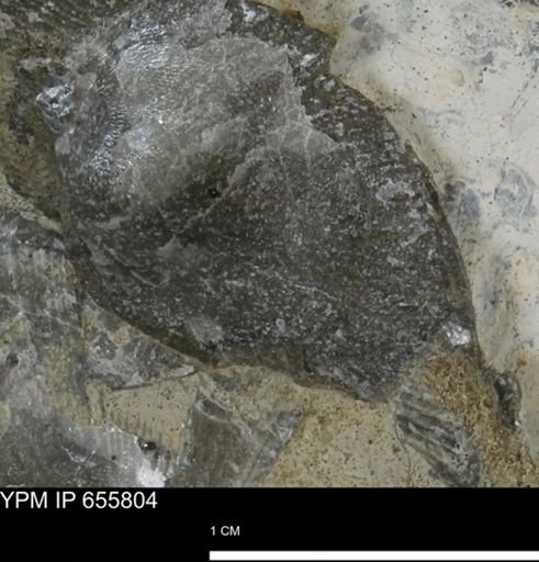 Oxytoma (Hypoxytoma) nebrascana