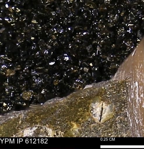 undet. Bivalvia