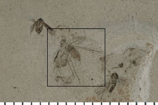 Diptera