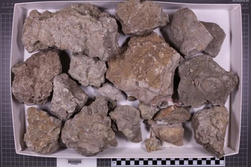 mixed taxa, stratigraphic collection