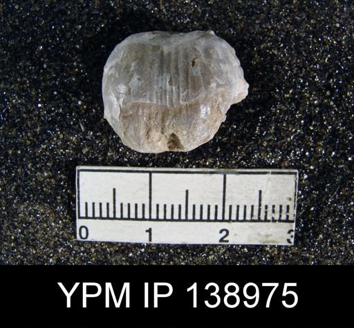Marginifera typica