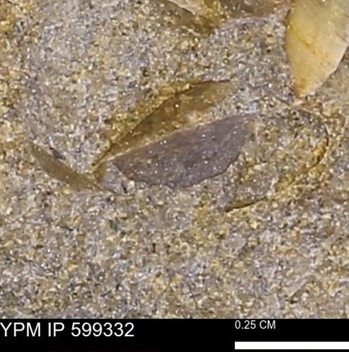 Protocardia subquadrata