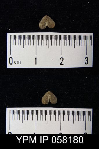 Bilobites varicus