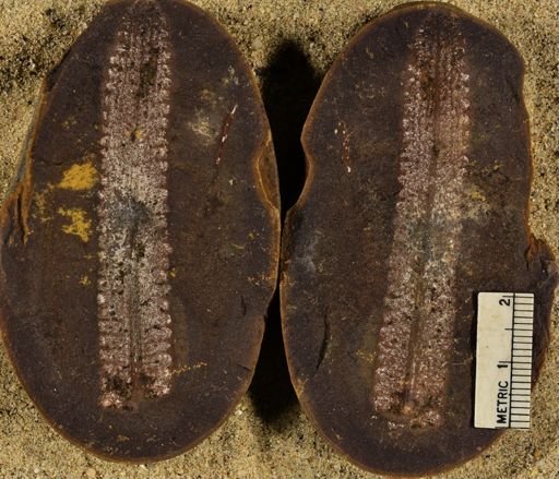 Pecopteris