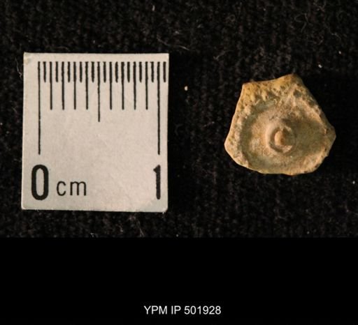 Archaeocidaris sp.