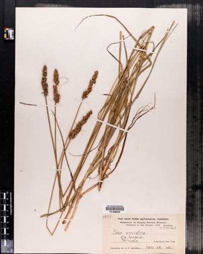 Carex annectens
