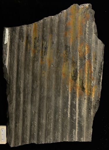 Sigillaria sp.