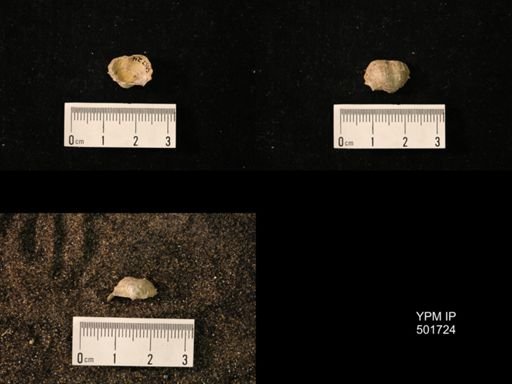Marginifera splendens