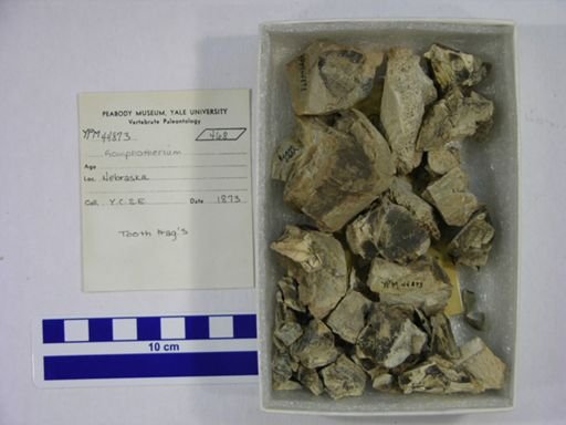 Gomphotherium sp.