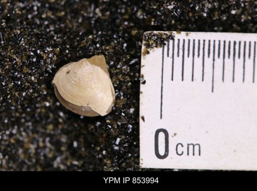 Limopsis striatopunctatus