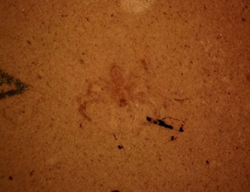 undet. Araneida