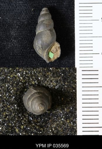 Goniobasis ortmanni