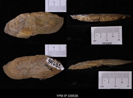 Legumen planulatum
