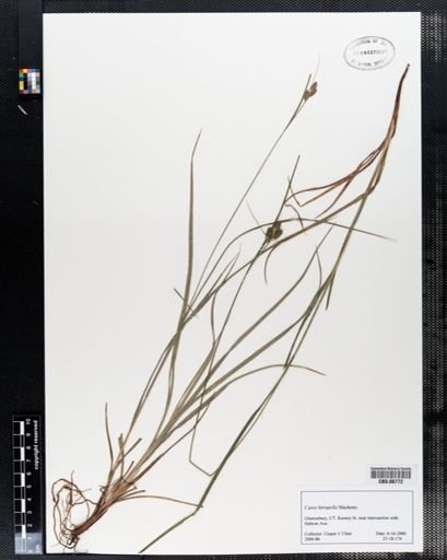 Carex hirsutella