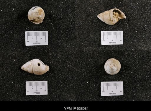 Campeloma nebrascensis