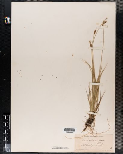 Carex sterilis