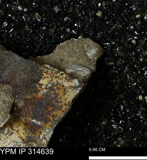 undet. Mollusca