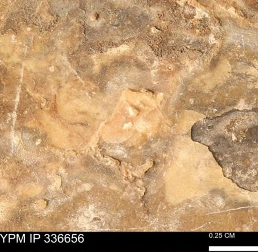 undet. Mollusca