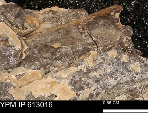 Baculites sp.