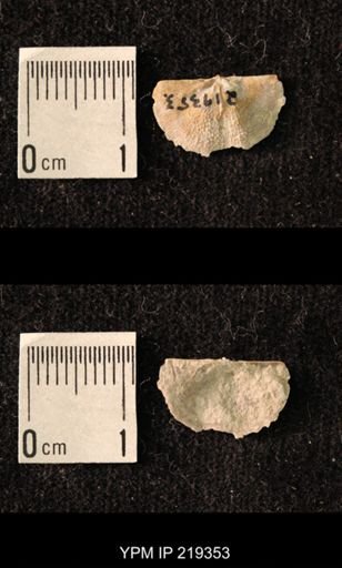 Chonetes granulifer