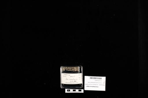 Cnemidophorus deppii