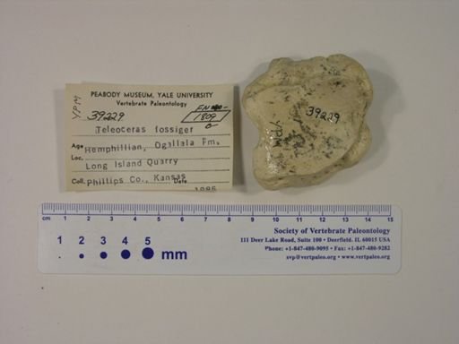 Teleoceras fossiger