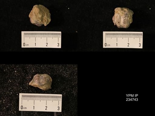 Marginifera splendens