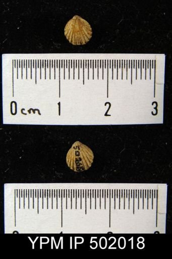 Hustedia mormoni