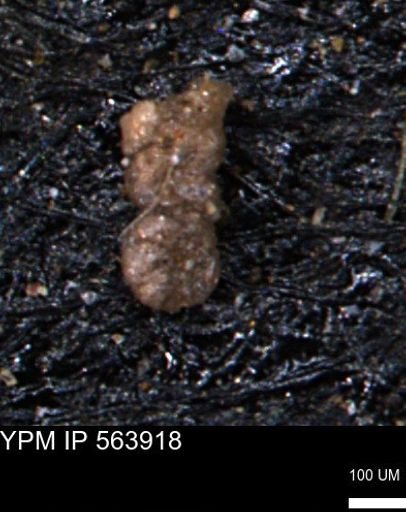 Ammobaculites euides