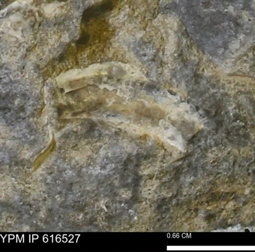 Inoceramus crippsii barabini