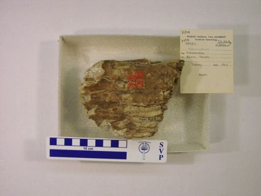 Mammuthus columbi?