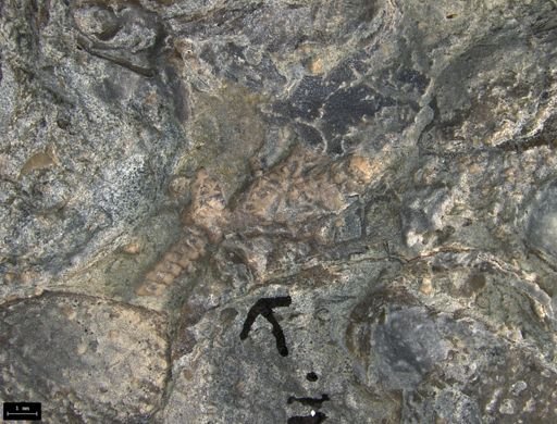 Aplocoma damesii