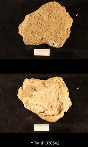Favosites louisvillensis